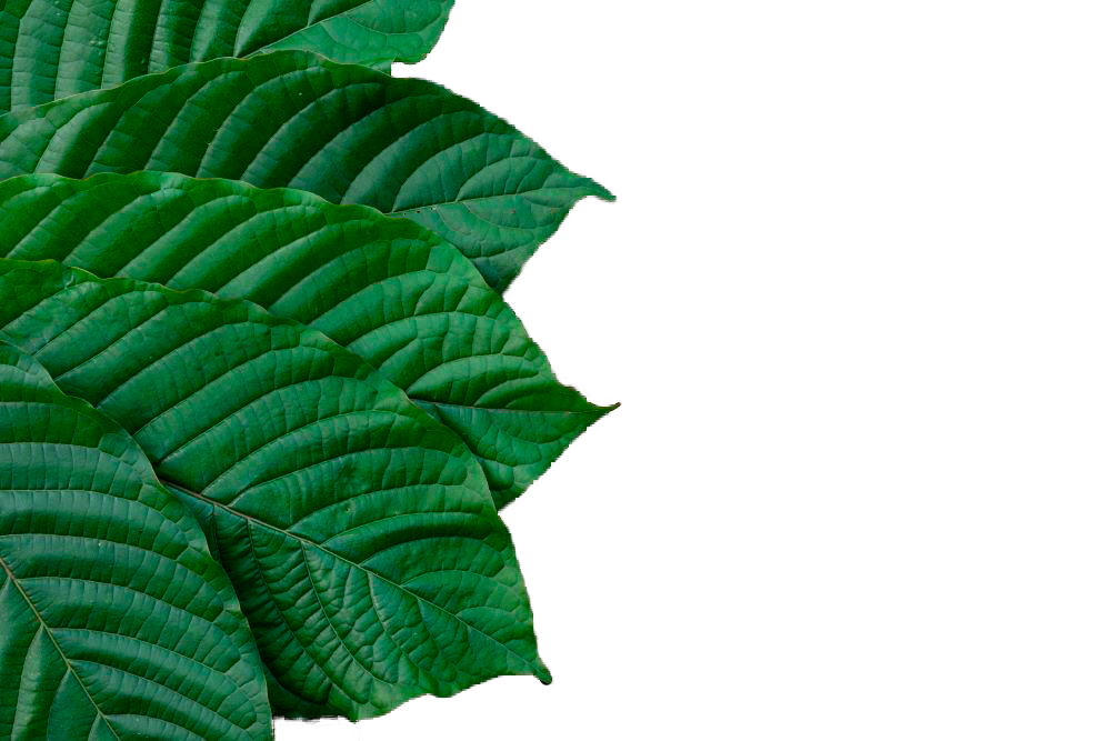 Kratom Leaves. Kratom Natural Teas